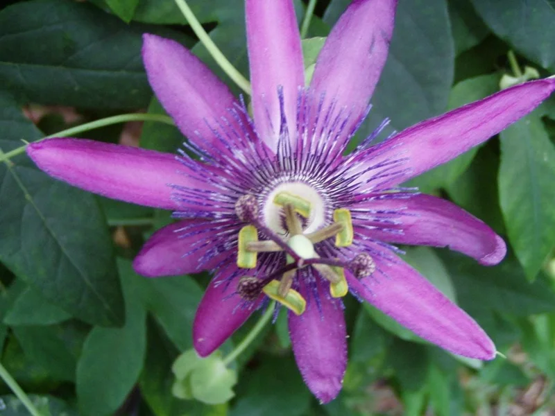 Lady Lavender Passionflower Vine Live Plant – 4-6" Tall, Rooted Climber for Outdoors Lady Lavender Passionflower Vine Live Plant – 4-6" Tall, Rooted Climber for Outdoors - Image 6