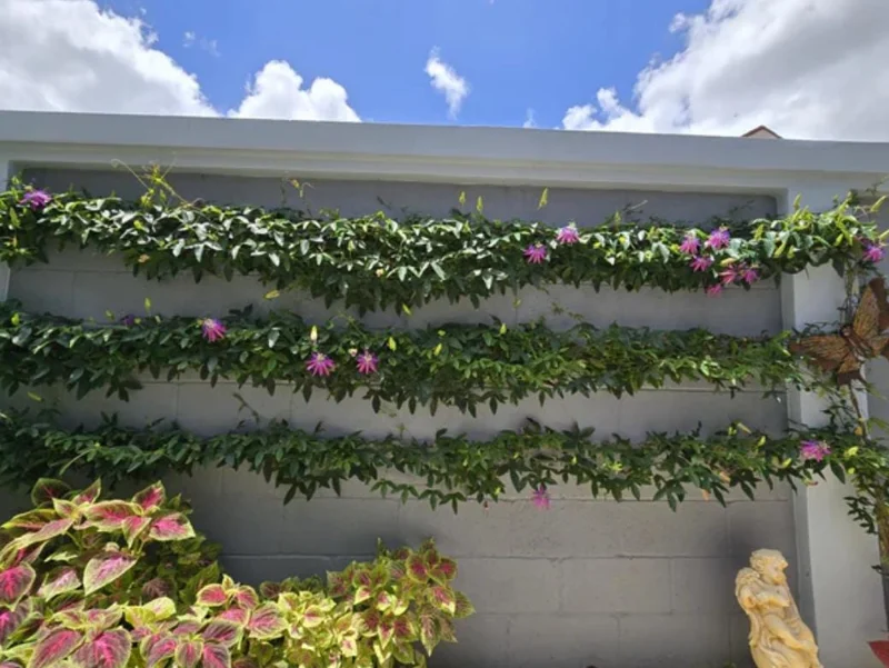 Lady Lavender Passionflower Vine Live Plant – 4-6" Tall, Rooted Climber for Outdoors Lady Lavender Passionflower Vine Live Plant – 4-6" Tall, Rooted Climber for Outdoors - Image 9