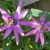 Lady Lavender Passionflower Vine Live Plant – 4-6" Tall, Rooted Climber for Outdoors Lady Lavender Passionflower Vine Live Plant – 4-6" Tall, Rooted Climber for Outdoors - Image 1