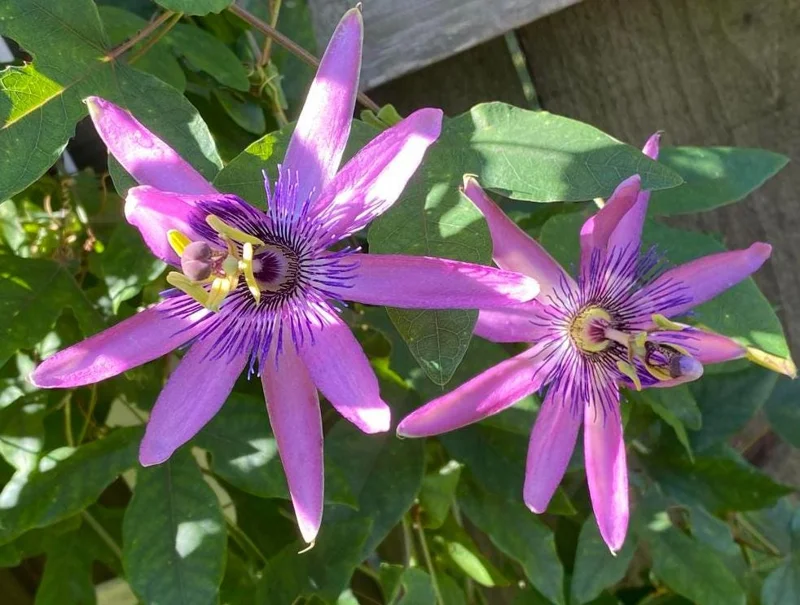 Home Lady Lavender Passionflower Vine Live Plant – 4-6" Tall, Rooted Climber for Outdoors - Image 1