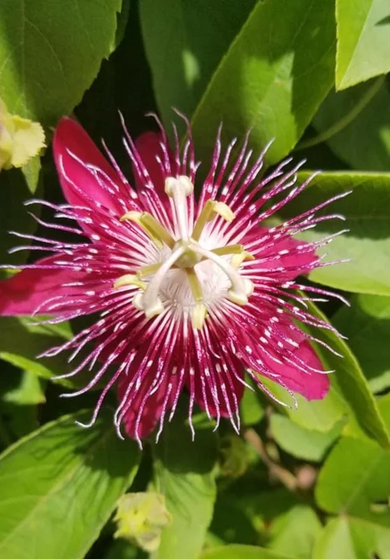 Lady Margaret Passion Flower Live Plants - Set of 4, 4-6" Tall, Vine, Outdoor - Image 2