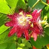 Lady Margaret Passion Flower Live Plants - Set of 4, 4-6" Tall, Vine, Outdoor - Image 1