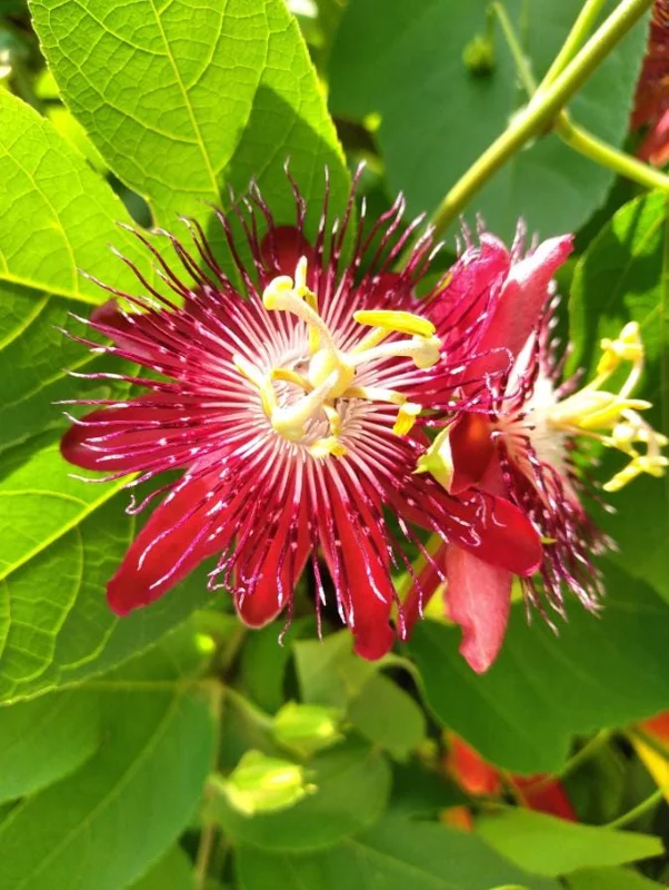 Home Lady Margaret Passion Flower Live Plants - Set of 4, 4-6" Tall, Vine, Outdoor - Image 1