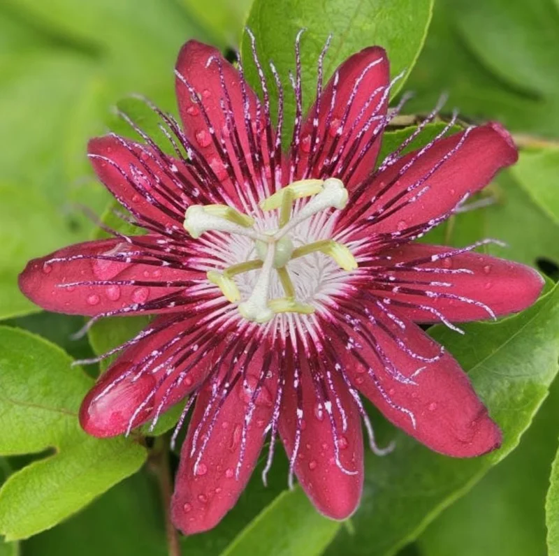 Lady Margaret Passionflower Live Plant - 5-9" Tall, Rooted, Tropical Vine - Image 2