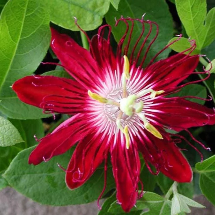 Home Lady Margaret Passionflower Live Plant - 5-9" Tall, Rooted, Tropical Vine - Image 1