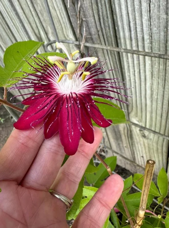Lady Margaret Passionflower Live Plant - 5-9" Tall, Rooted, Tropical Vine Lady Margaret Passionflower Live Plant - 5-9" Tall, Rooted, Tropical Vine - Image 4