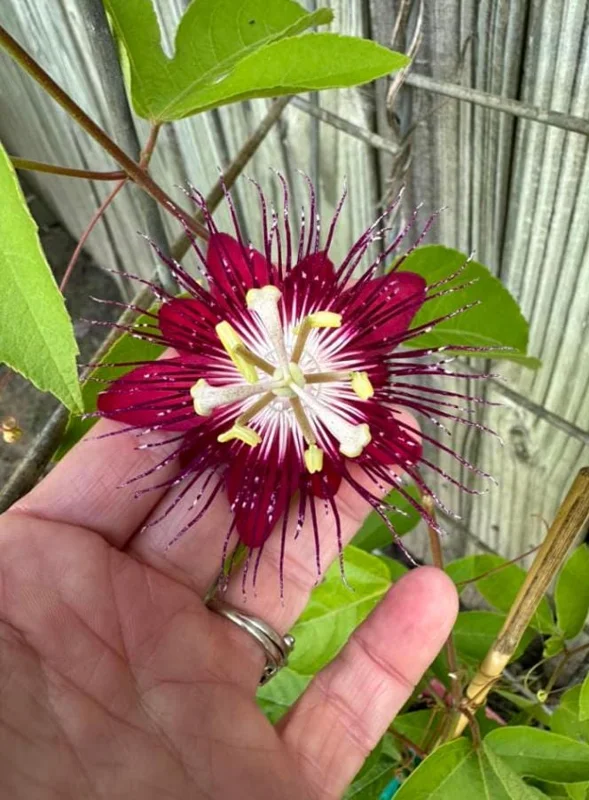 Lady Margaret Passionflower Live Plant - 5-9" Tall, Rooted, Tropical Vine Lady Margaret Passionflower Live Plant - 5-9" Tall, Rooted, Tropical Vine - Image 5