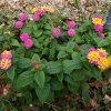 Lantana Anne Marie Live Plants – Set of 2 Bare Root, 4-6" Tall – Pollinator Friendly Outdoor Perennial - Image 1