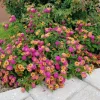 Lantana Athens Rose Live Plant, Set of 2, 4-6" Tall, Butterfly & Pollinator Friendly, Outdoor - Image 1