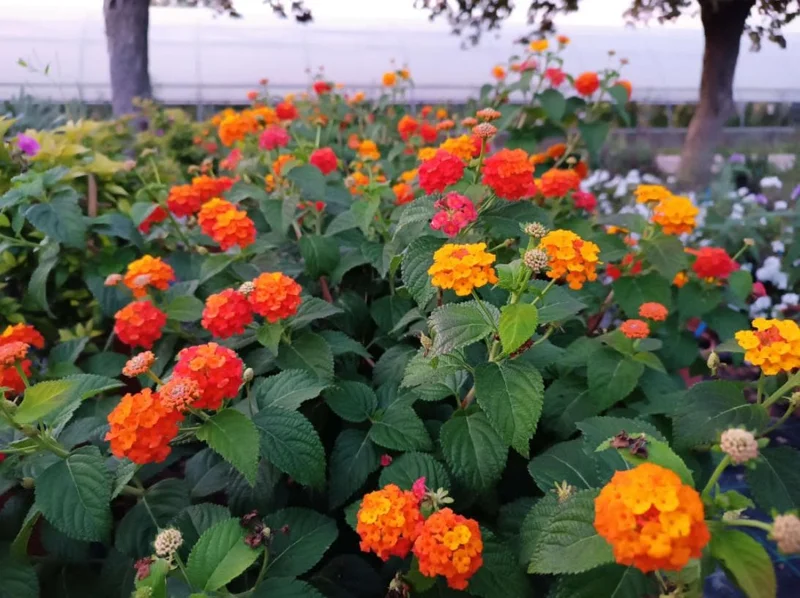 Lantana "Frans Red" Live Plants - Set of 2, 4-6" Tall - Attracts Butterflies & Hummingbirds - Outdoor Lantana "Frans Red" Live Plants - Set of 2, 4-6" Tall - Attracts Butterflies & Hummingbirds - Outdoor - Image 1