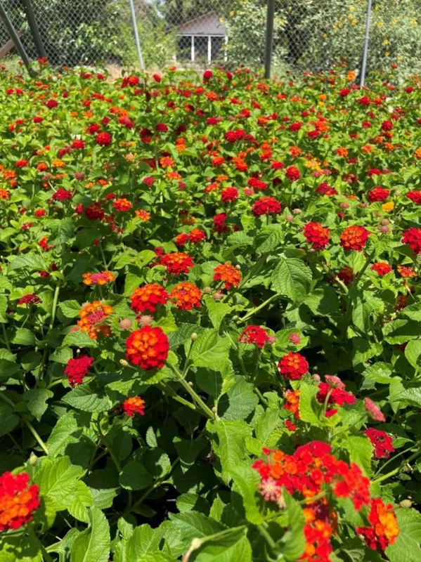 Lantana "Frans Red" Live Plants - Set of 2, 4-6" Tall - Attracts Butterflies & Hummingbirds - Outdoor Lantana "Frans Red" Live Plants - Set of 2, 4-6" Tall - Attracts Butterflies & Hummingbirds - Outdoor - Image 5