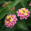 Lantana Ham & Eggs Live Plant – Set of 3 Starter Plants – 4-6" Tall – Pink & Yellow Flowers – Pollinator Friendly – Outdoor Garden & Containers Lantana Ham & Eggs Live Plant – Set of 3 Starter Plants – 4-6" Tall – Pink & Yellow Flowers – Pollinator Friendly – Outdoor Garden & Containers - Image 1
