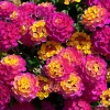 Lantana Rose Live Starter Plant - Perennial Flowering Outdoor 4-6 Inch Tall - Image 1