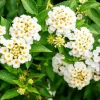 Lantana Trailing White Live Starter Plant - Perennial Flowering, Outdoor, 4-6 Inch Tall - Image 1