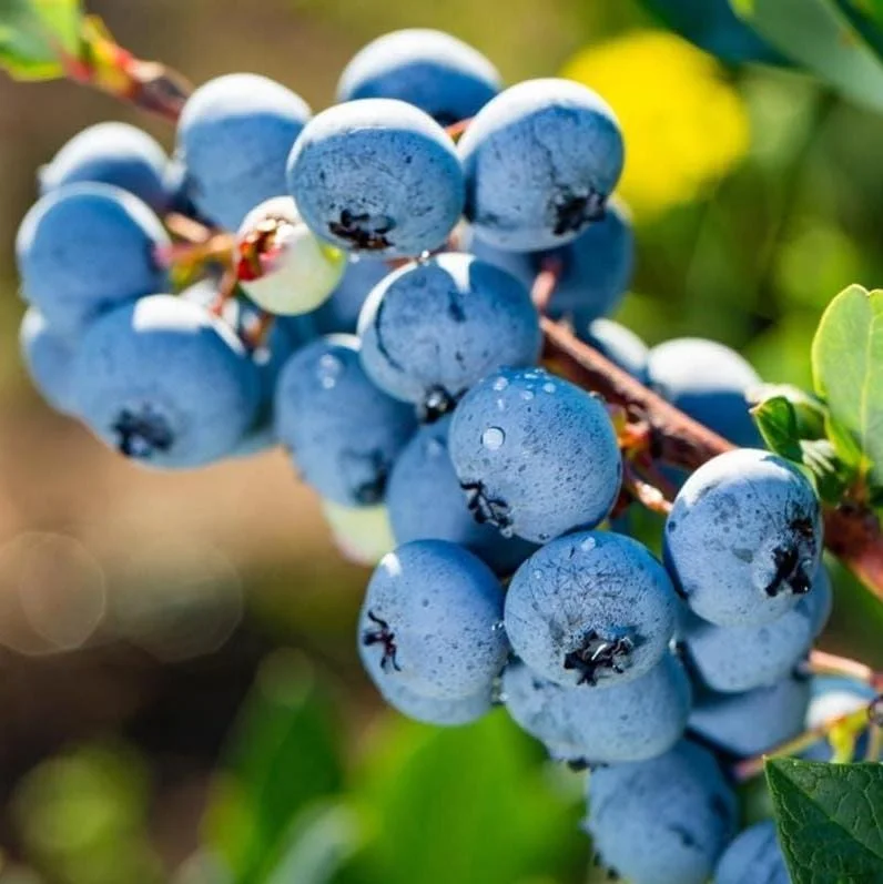 Legacy Blueberry Live Starter Plant - Hardy Bush for Garden or Patio, 4-8 Inch Tall Legacy Blueberry Live Starter Plant - Hardy Bush for Garden or Patio, 4-8 Inch Tall - Image 1