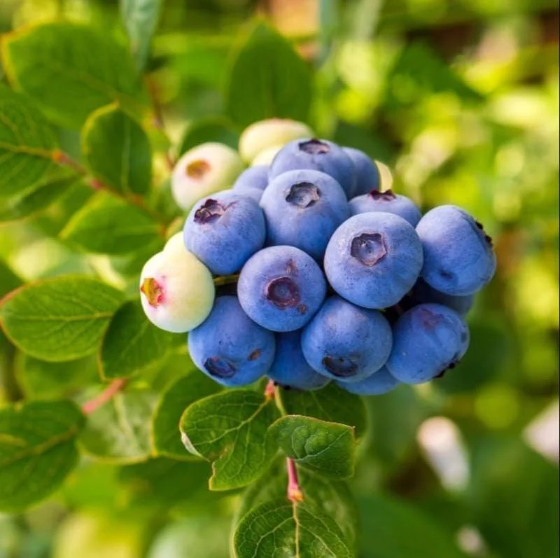 Legacy Blueberry Live Starter Plant - Hardy Bush for Garden or Patio, 4-8 Inch Tall Legacy Blueberry Live Starter Plant - Hardy Bush for Garden or Patio, 4-8 Inch Tall - Image 2