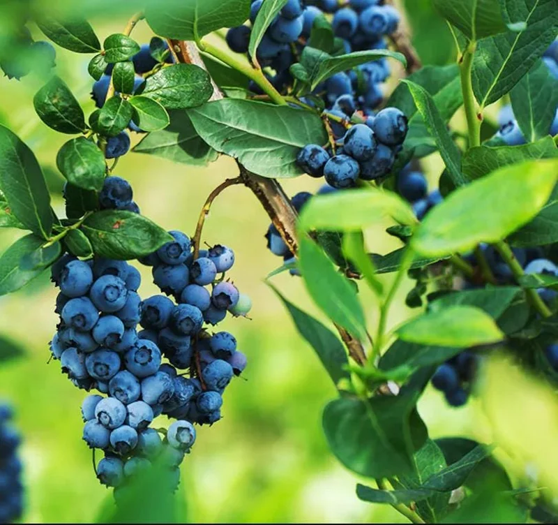 Legacy Blueberry Live Starter Plant - Hardy Bush for Garden or Patio, 4-8 Inch Tall Legacy Blueberry Live Starter Plant - Hardy Bush for Garden or Patio, 4-8 Inch Tall - Image 5