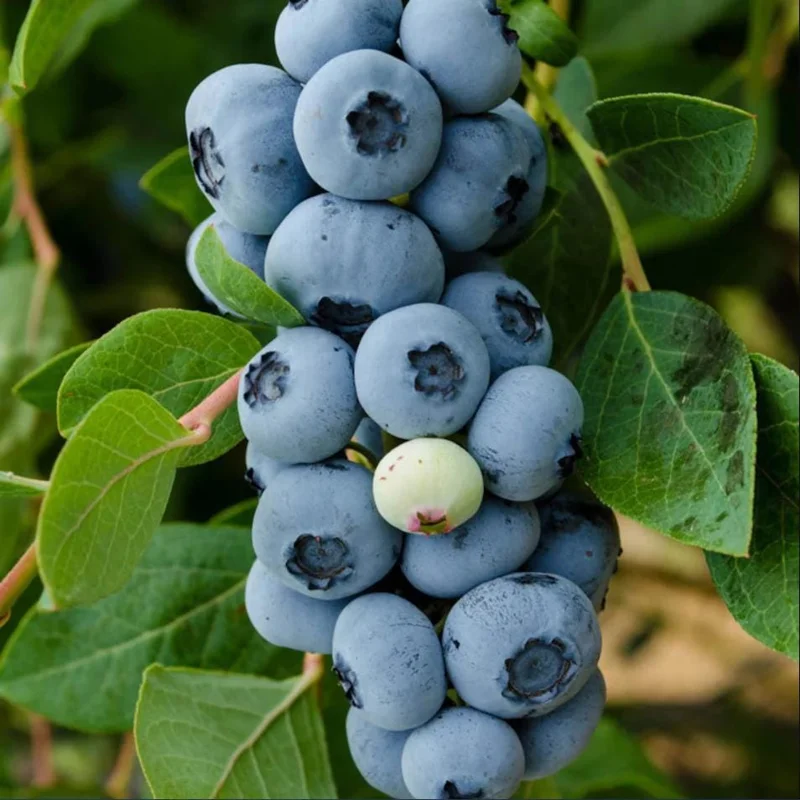 Legacy Blueberry Live Starter Plant - Hardy Bush for Garden or Patio, 4-8 Inch Tall Legacy Blueberry Live Starter Plant - Hardy Bush for Garden or Patio, 4-8 Inch Tall - Image 6