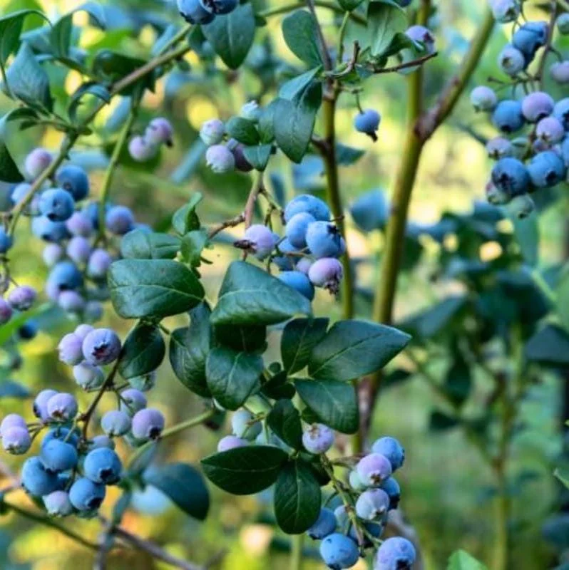 Legacy Blueberry Live Starter Plant - Hardy Bush for Garden or Patio, 4-8 Inch Tall Legacy Blueberry Live Starter Plant - Hardy Bush for Garden or Patio, 4-8 Inch Tall - Image 7