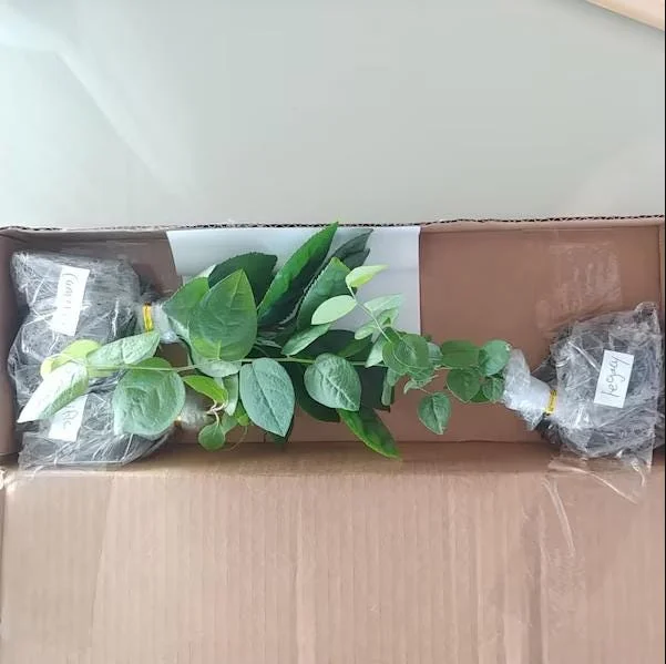 Legacy Blueberry Live Starter Plant - Hardy Bush for Garden or Patio, 4-8 Inch Tall Legacy Blueberry Live Starter Plant - Hardy Bush for Garden or Patio, 4-8 Inch Tall - Image 9