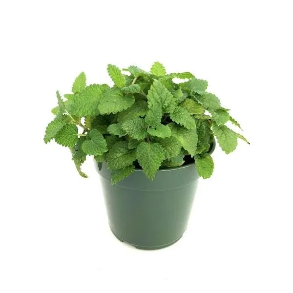 Lemon Balm Live Starter Plants - Pack of 2, 4-6 Inch Tall Perennial Herb for Tea & Cooking, Easy to Grow - Image 2