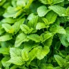 Lemon Balm Live Starter Plants - Pack of 2, 4-6 Inch Tall Perennial Herb for Tea & Cooking, Easy to Grow - Image 1