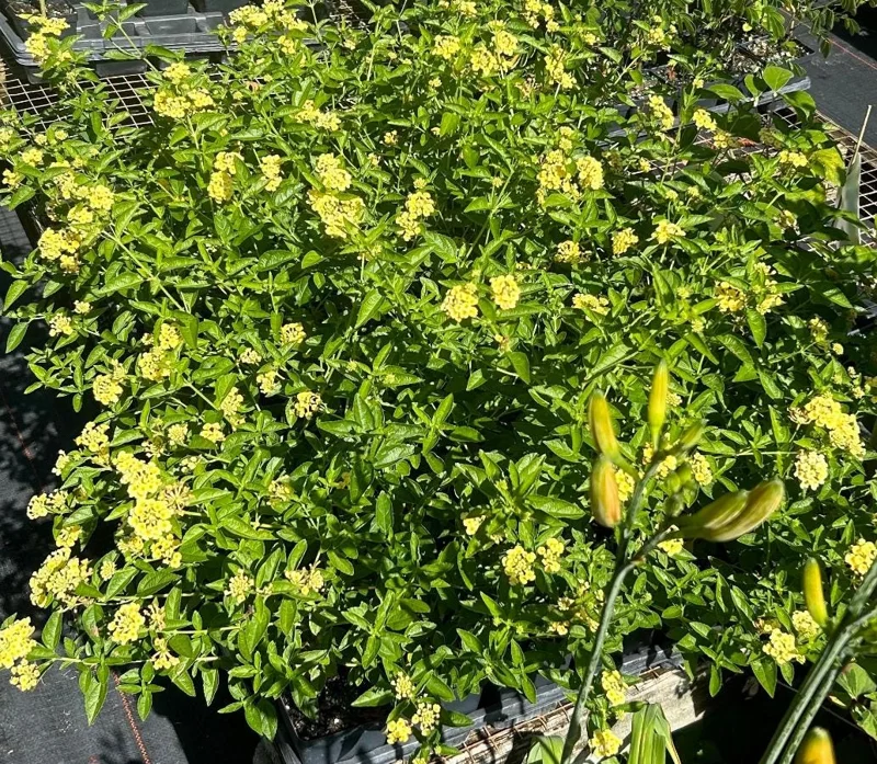 Lemon Drop Lantana Camara Live Plant, Set of 2, 4-6" Tall, Attracts Pollinators, Outdoor Perennial - Image 2