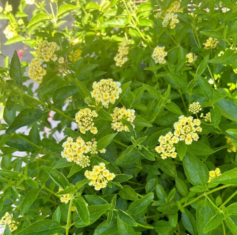 Lemon Drop Lantana Camara Live Plant, Set of 2, 4-6" Tall, Attracts Pollinators, Outdoor Perennial Lemon Drop Lantana Camara Live Plant, Set of 2, 4-6" Tall, Attracts Pollinators, Outdoor Perennial - Image 3