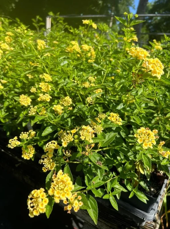 Lemon Drop Lantana Camara Live Plant, Set of 2, 4-6" Tall, Attracts Pollinators, Outdoor Perennial Lemon Drop Lantana Camara Live Plant, Set of 2, 4-6" Tall, Attracts Pollinators, Outdoor Perennial - Image 4