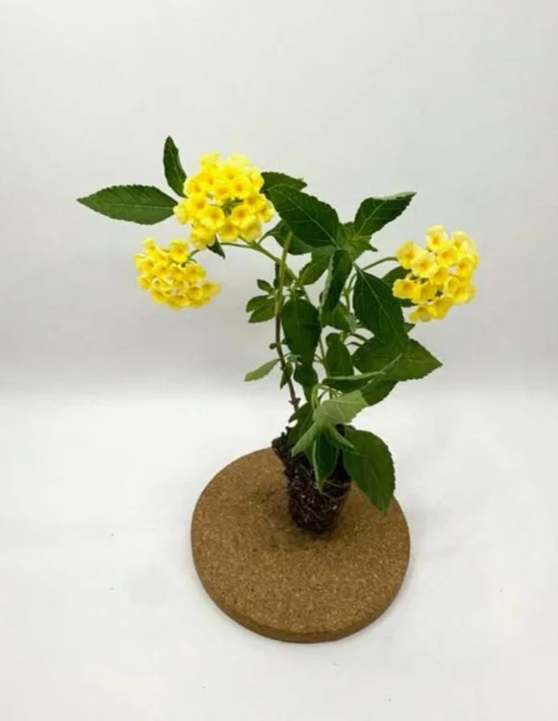 Lemon Drop Lantana Camara Live Plant, Set of 2, 4-6" Tall, Attracts Pollinators, Outdoor Perennial Lemon Drop Lantana Camara Live Plant, Set of 2, 4-6" Tall, Attracts Pollinators, Outdoor Perennial - Image 6