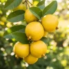 Lemon Guava Live Plant - Half Gallon Pot, Tropical Sweet Fragrant Fruit Tree - Image 1
