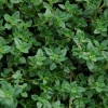 Lemon Thyme Live Plant Set – 3 Starter Plants, 2-6" Tall – Culinary Herb - Image 1