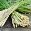 Lemongrass Live Starter Plant - Pack of 2, 4-9 Inch Tall, Citronella Grass - Image 1
