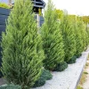 Leyland Cypress Live Tree - 6-12" Tall - 3" Pot - Fast Growing Evergreen Landscape Plant - Image 1