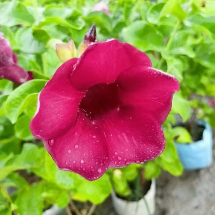 Lil Red Allamanda Live Plant – Pack of 2, Vibrant Red Blooms, 4-8 Inch Tall Lil Red Allamanda Live Plant – Pack of 2, Vibrant Red Blooms, 4-8 Inch Tall - Image 3
