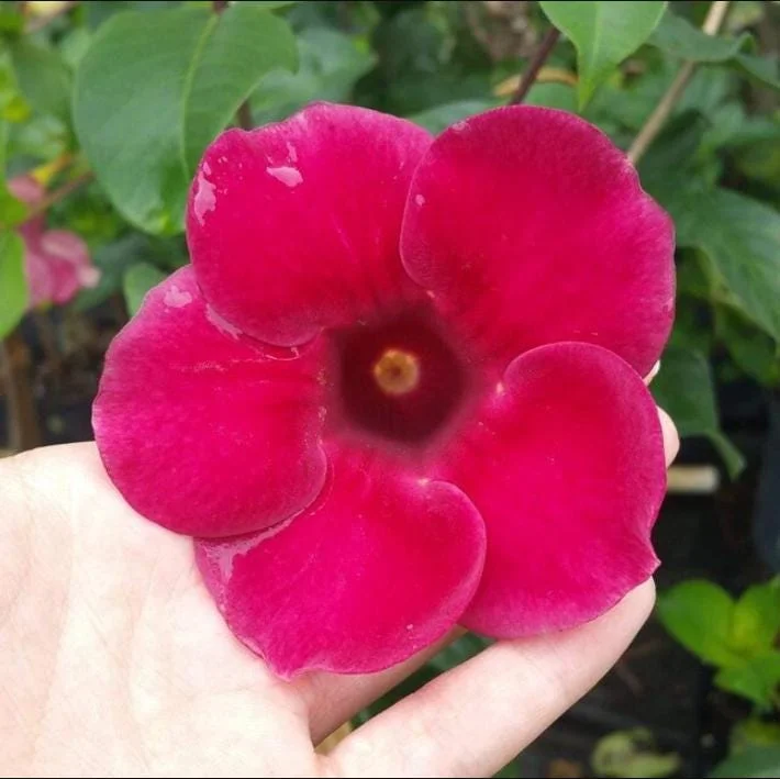 Lil Red Allamanda Live Plant – Pack of 2, Vibrant Red Blooms, 4-8 Inch Tall Lil Red Allamanda Live Plant – Pack of 2, Vibrant Red Blooms, 4-8 Inch Tall - Image 4