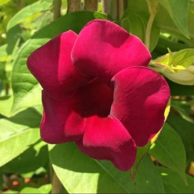 Lil Red Allamanda Live Plant – Pack of 2, Vibrant Red Blooms, 4-8 Inch Tall Lil Red Allamanda Live Plant – Pack of 2, Vibrant Red Blooms, 4-8 Inch Tall - Image 6