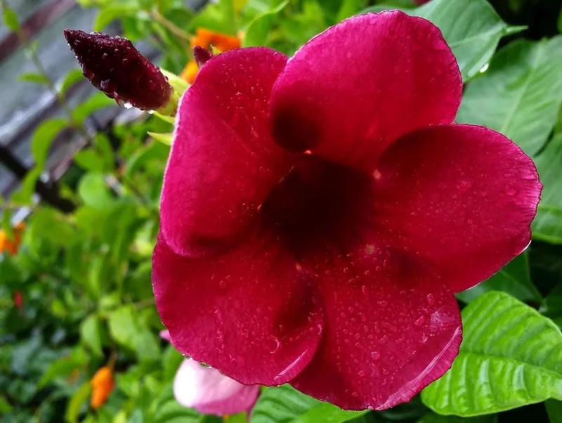Lil Red Allamanda Live Plant – Pack of 2, Vibrant Red Blooms, 4-8 Inch Tall Lil Red Allamanda Live Plant – Pack of 2, Vibrant Red Blooms, 4-8 Inch Tall - Image 7