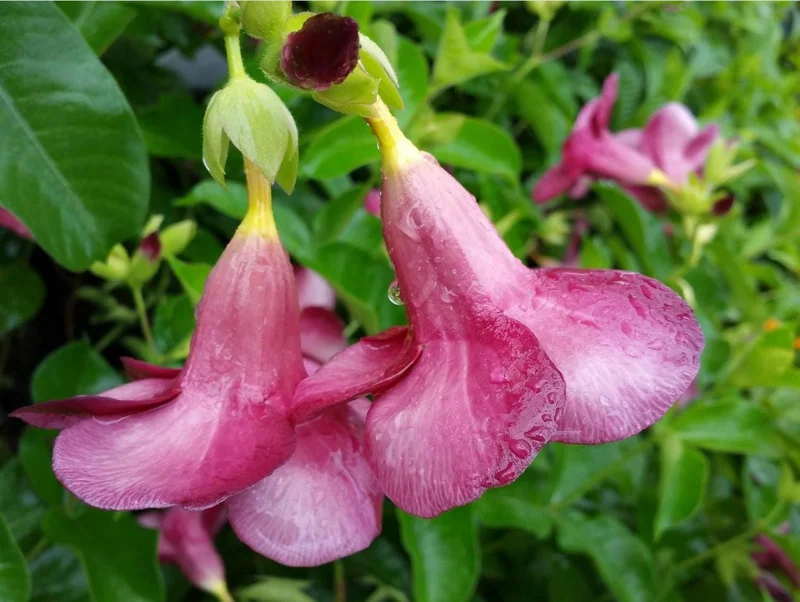 Lil Red Allamanda Live Plant – Pack of 2, Vibrant Red Blooms, 4-8 Inch Tall Lil Red Allamanda Live Plant – Pack of 2, Vibrant Red Blooms, 4-8 Inch Tall - Image 9