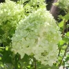 Little Lime Hydrangea Live Plant – 1 Quart Pot – 6-12" Tall Dwarf Shrub - Image 1
