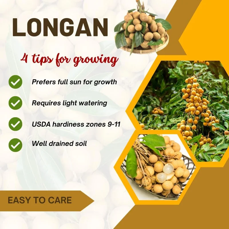 Longan Tree Live Plant - Tropical Sweet Fruit, Half Gallon Pot, 8-12 Inches Tall Longan Tree Live Plant - Tropical Sweet Fruit, Half Gallon Pot, 8-12 Inches Tall - Image 10