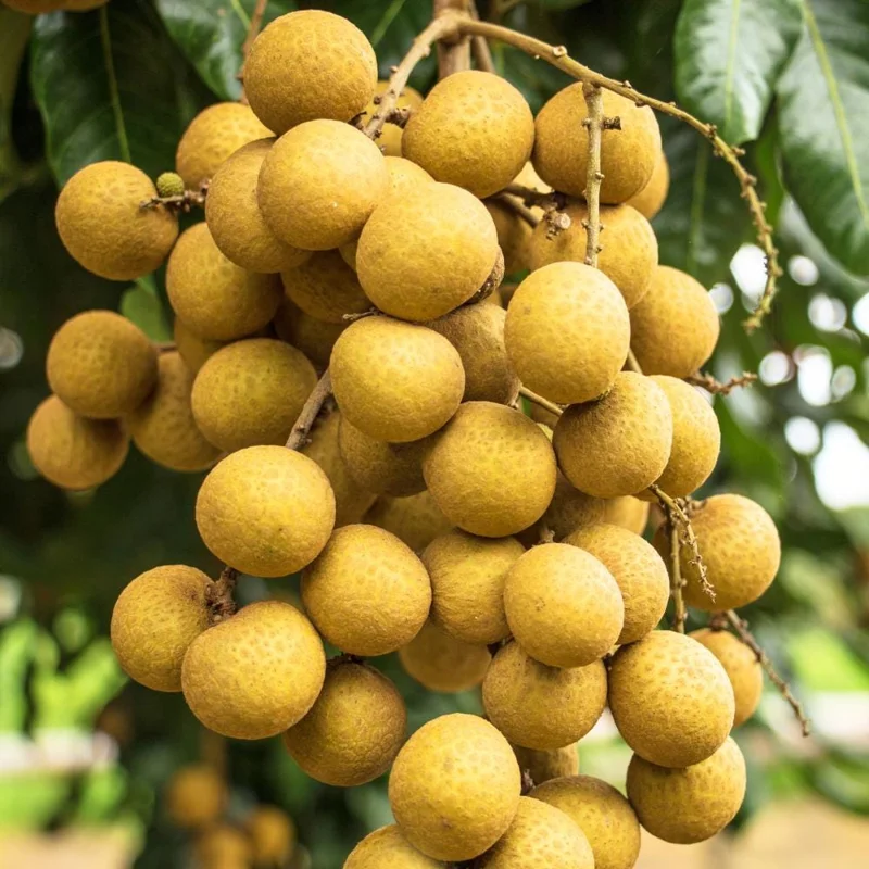 Longan Tree Live Plant - Tropical Sweet Fruit, Half Gallon Pot, 8-12 Inches Tall Longan Tree Live Plant - Tropical Sweet Fruit, Half Gallon Pot, 8-12 Inches Tall - Image 2
