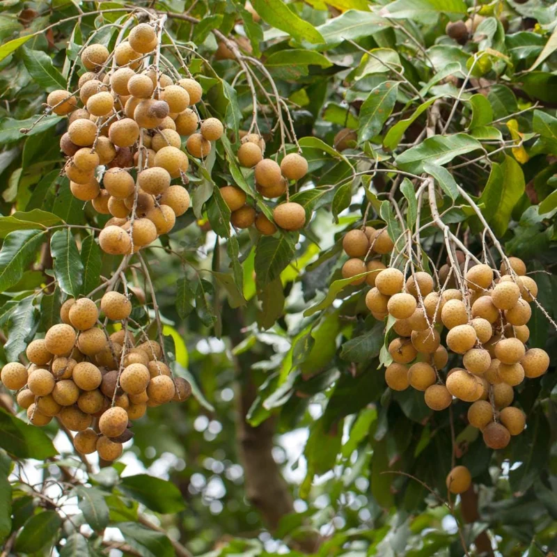 Longan Tree Live Plant - Tropical Sweet Fruit, Half Gallon Pot, 8-12 Inches Tall Longan Tree Live Plant - Tropical Sweet Fruit, Half Gallon Pot, 8-12 Inches Tall - Image 3