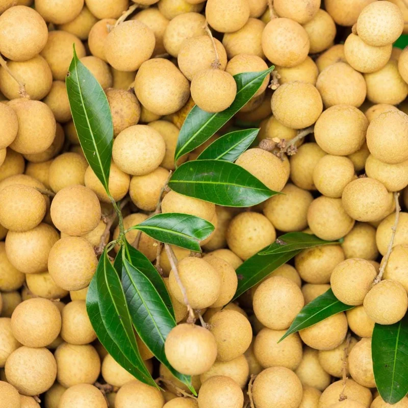 Longan Tree Live Plant - Tropical Sweet Fruit, Half Gallon Pot, 8-12 Inches Tall Longan Tree Live Plant - Tropical Sweet Fruit, Half Gallon Pot, 8-12 Inches Tall - Image 4