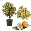 Longan Tree Live Plant - Tropical Sweet Fruit, Half Gallon Pot, 8-12 Inches Tall - Image 1