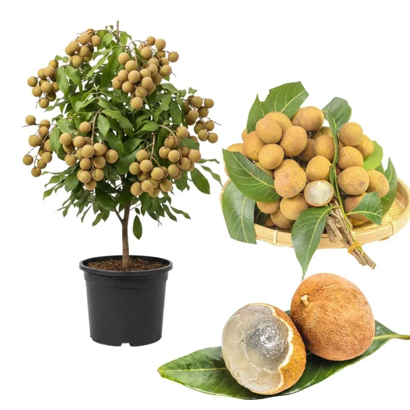 Longan Tree Live Plant - Tropical Sweet Fruit, Half Gallon Pot, 8-12 Inches Tall Longan Tree Live Plant - Tropical Sweet Fruit, Half Gallon Pot, 8-12 Inches Tall - Image 1