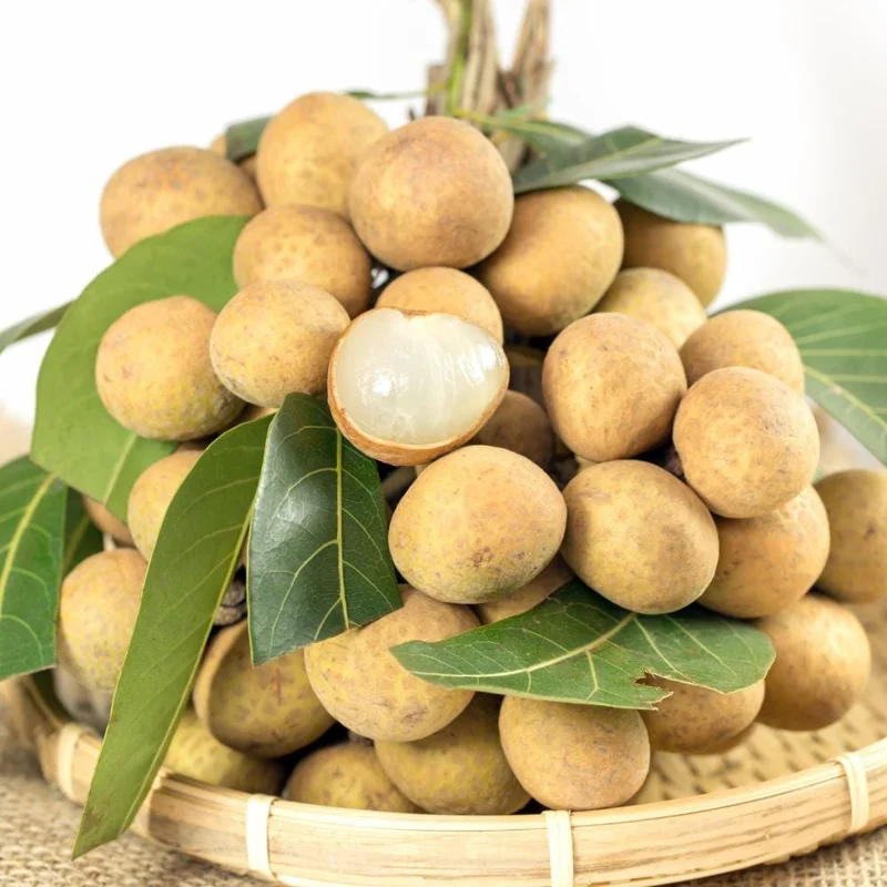 Longan Tree Live Plant - Tropical Sweet Fruit, Half Gallon Pot, 8-12 Inches Tall Longan Tree Live Plant - Tropical Sweet Fruit, Half Gallon Pot, 8-12 Inches Tall - Image 5