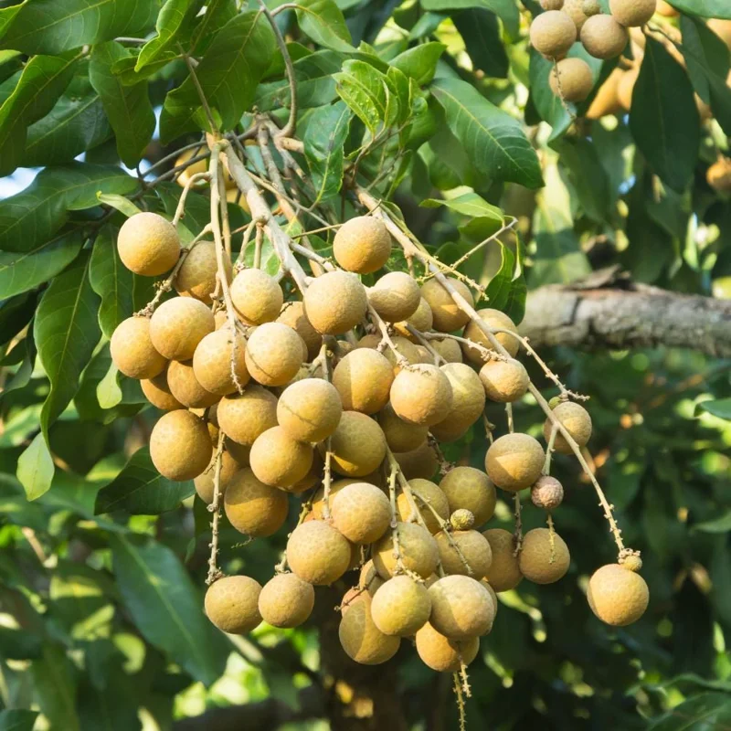 Longan Tree Live Plant - Tropical Sweet Fruit, Half Gallon Pot, 8-12 Inches Tall Longan Tree Live Plant - Tropical Sweet Fruit, Half Gallon Pot, 8-12 Inches Tall - Image 6