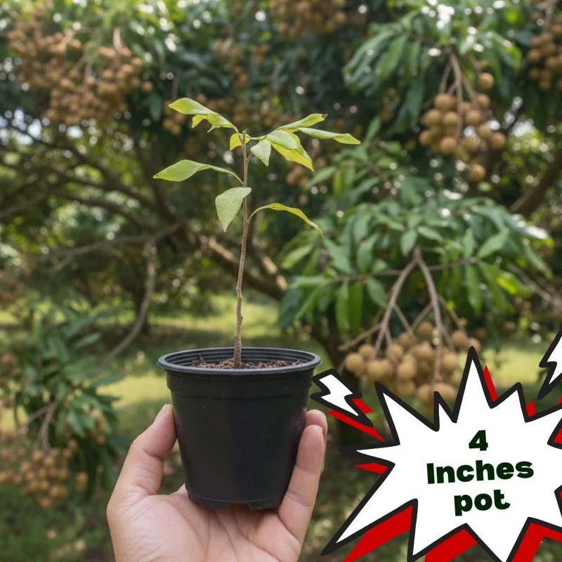 Longan Tree Live Plant - Tropical Sweet Fruit, Half Gallon Pot, 8-12 Inches Tall Longan Tree Live Plant - Tropical Sweet Fruit, Half Gallon Pot, 8-12 Inches Tall - Image 7