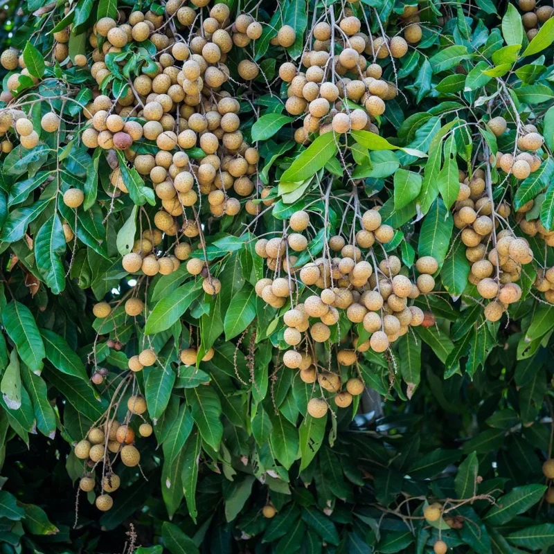 Longan Tree Live Plant - Tropical Sweet Fruit, Half Gallon Pot, 8-12 Inches Tall Longan Tree Live Plant - Tropical Sweet Fruit, Half Gallon Pot, 8-12 Inches Tall - Image 8